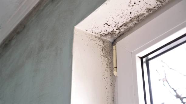 Mold Documentation for Insurance Claims in Santa Ana Pueblo, NM